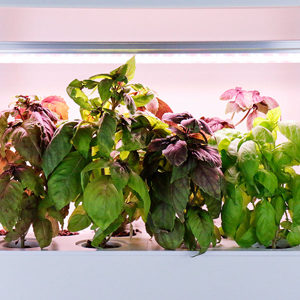 CLEARANCE- FARM TOWER