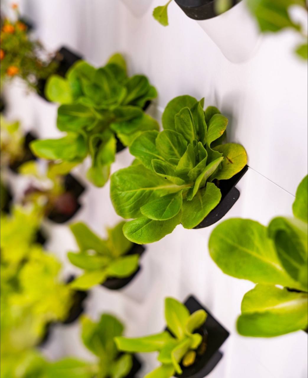 FARMWALL - You Edible Garden Re-imagined