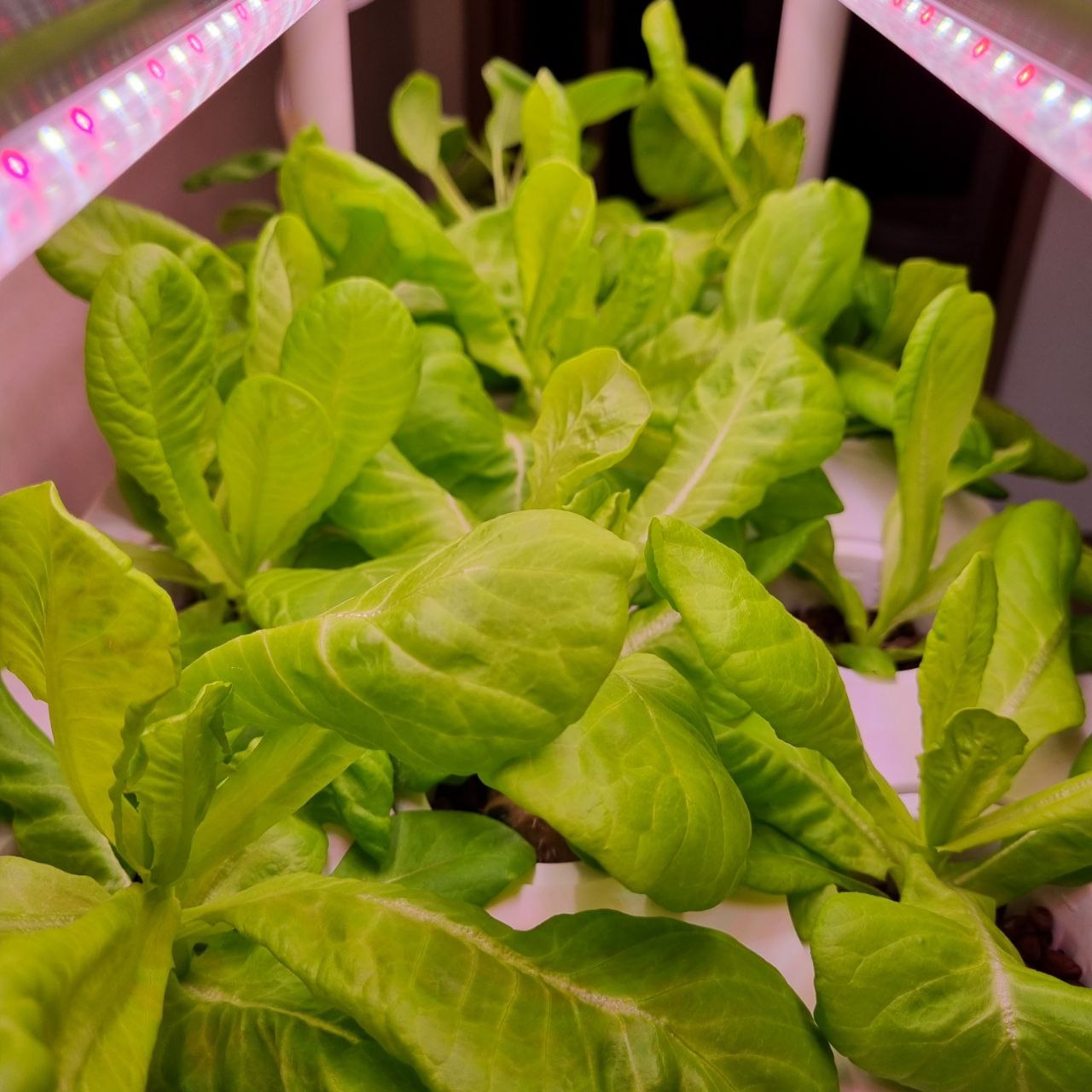 CLEARANCE- FARM TOWER