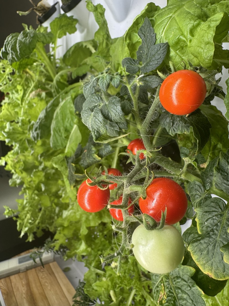 FARMWALL - You Edible Garden Re-imagined