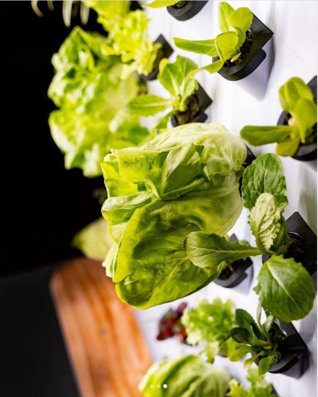 FARMWALL - The Most Intelligent Home Aeroponic Garden