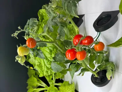 How Climate Change Is Affecting Our Food Supply, And The Importance Of Food Sustainability AgrihomeSG