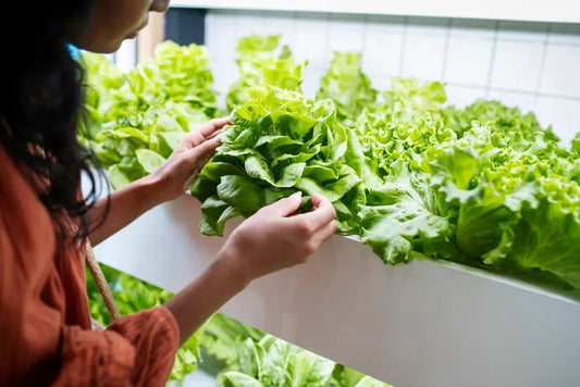 How to get started with indoor hydroponics at home AgrihomeSG