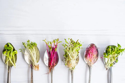 Microgreens- the superfood you can grow at home AgrihomeSG