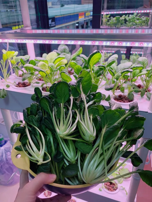 Hydroponics: What Variety of Plants Should I Grow? AgrihomeSG