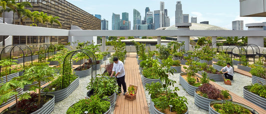 How Singapore Hotels Are Winning with Indoor Vertical Farming: The Agrihome Solution
