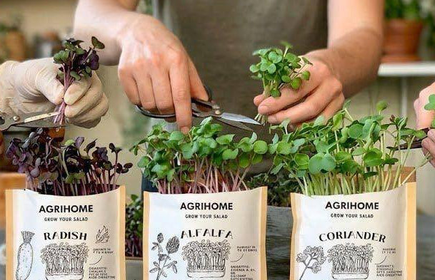 Harvesting microgreens with AGRIHOME microgreen growing kit table.