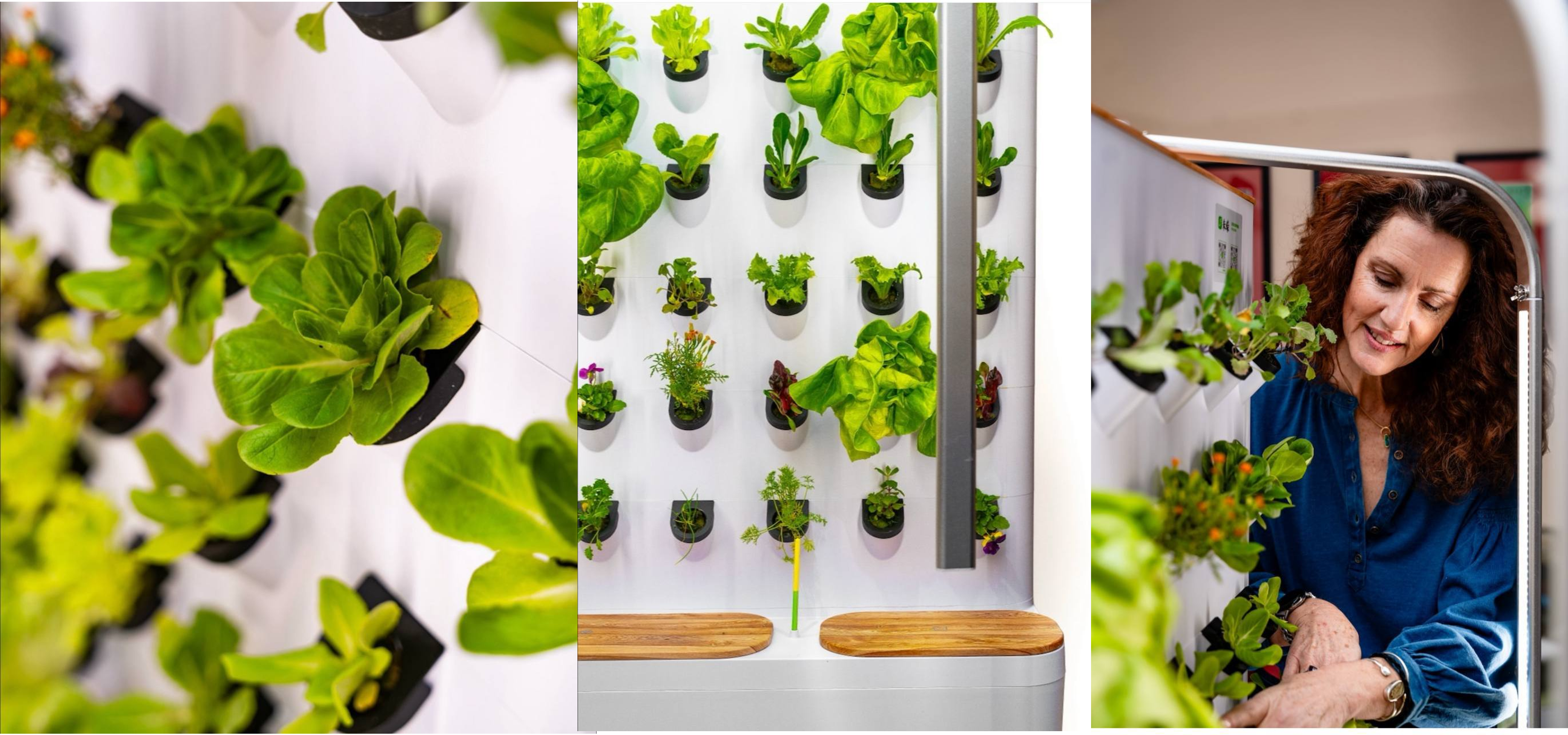 Vertical garden for the indoors, beautifully designed
