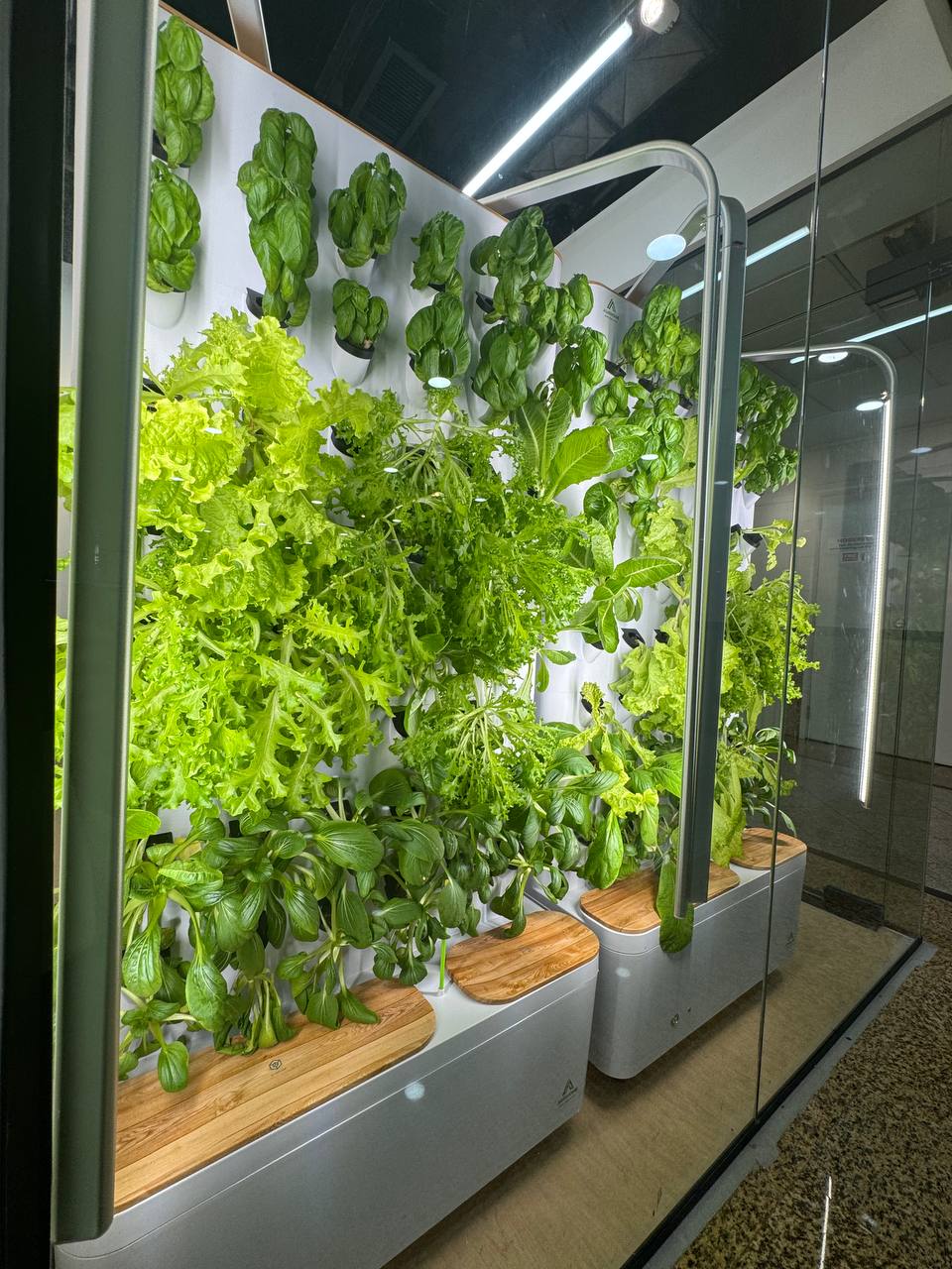 Vertical garden from Agrihome with green vegetables in a school and office setting