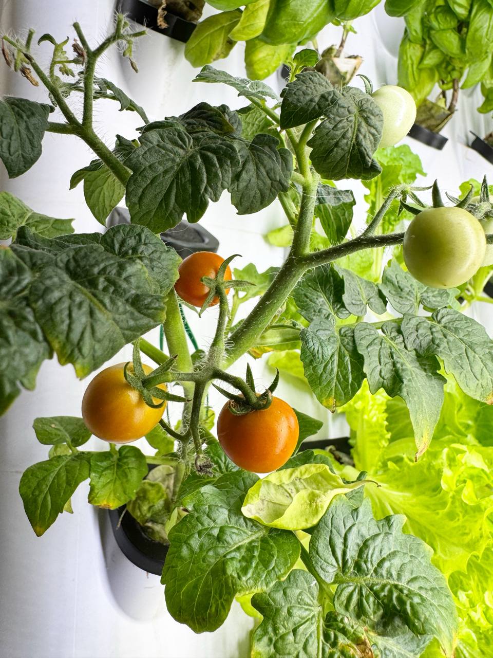 FARMWALL - You Edible Garden Re-imagined
