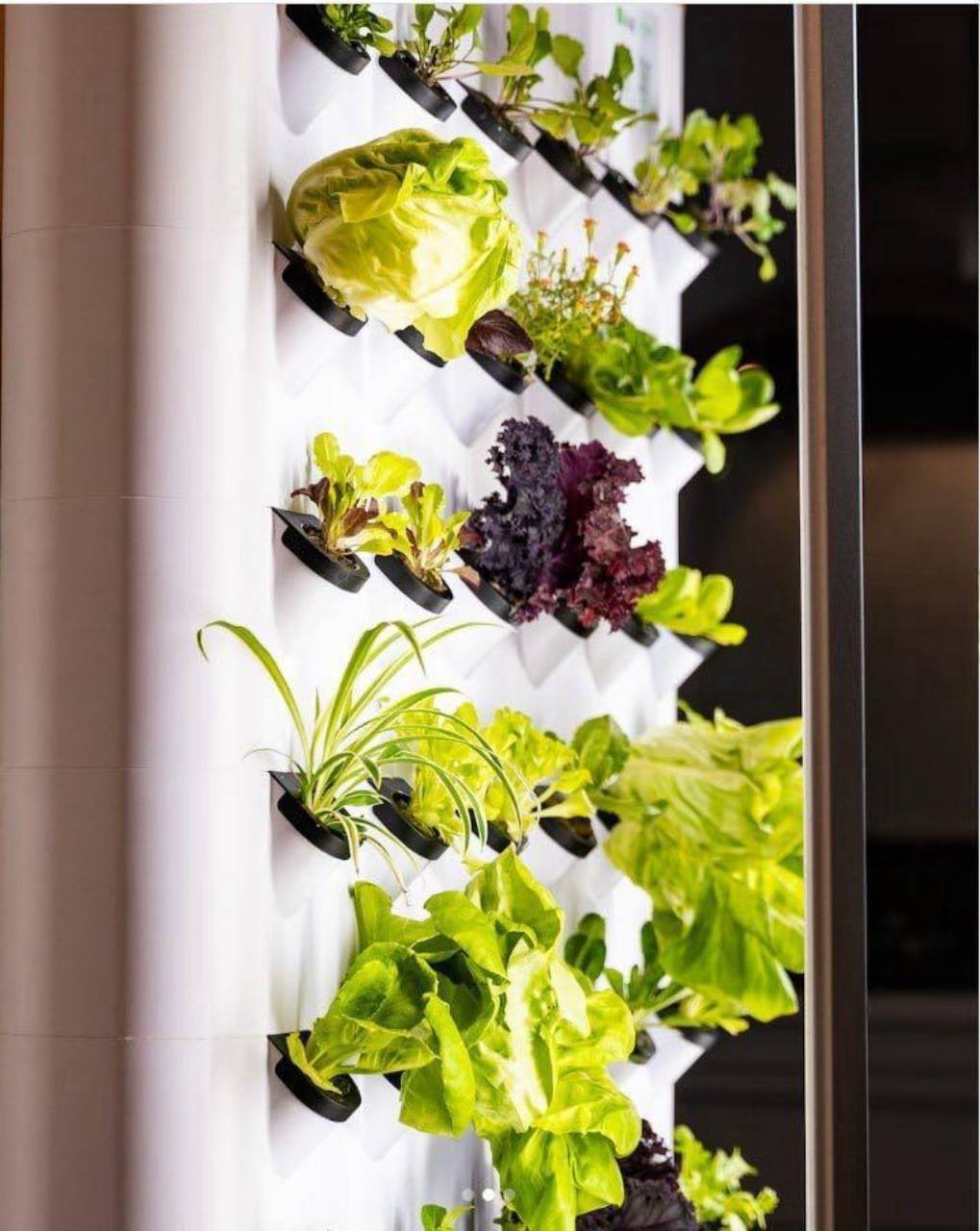 FARMWALL - The Most Intelligent Home Aeroponic Garden